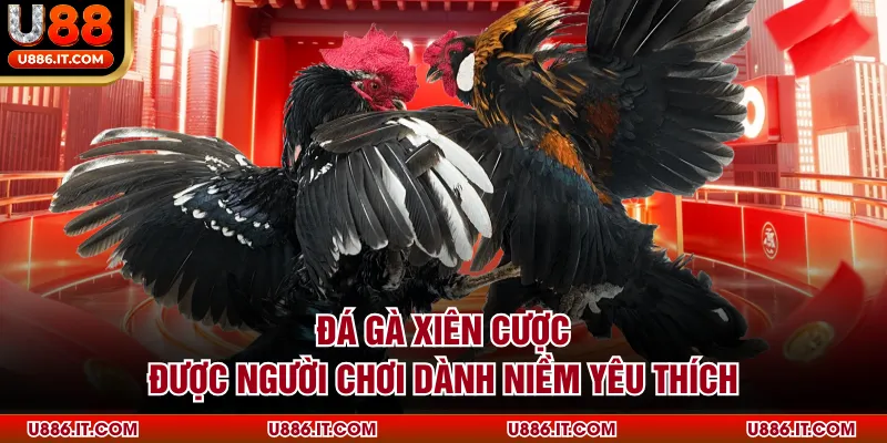 Đá gà xiên cược được người chơi dành niềm yêu thích